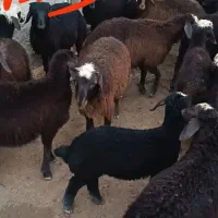 بره نر