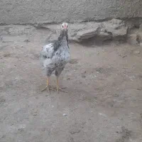 ۱۰عدد خروس رسمی