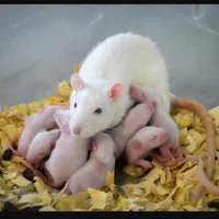 موش  و رت آزمایشگاهی