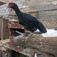 مرغ لاری اصیل