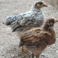 جوجه  رسمی مرغ و خروس (سه ماهه)