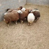 فروش بره افشاری