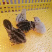 جوجه بلدرچین