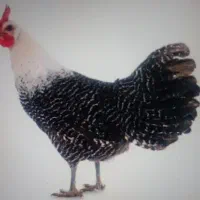 براکل