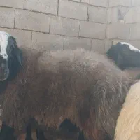 گوسفند زنده