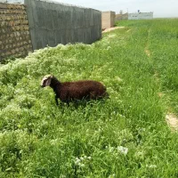 بره نرماده پیشی