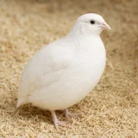 فروش بلدرچین تخم گذار