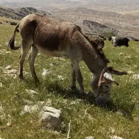 الاغ نر