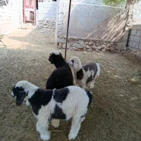 بره|حیوانات مزرعه|بهبهان, |دیوار