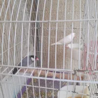 فنچ نرگسی وماده قناری