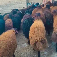 بره نر|حیوانات مزرعه|نالوس, |دیوار