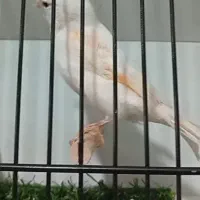 پرنده سرای ققنوس
