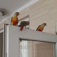 گمشده پرنده