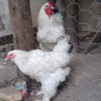 تخم مرغ برهما لایت