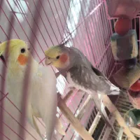 جفت عروس هلندی با تخم و جوجه