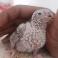 گرینجیک|پرنده|کرباسک, |دیوار