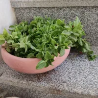 گلدان|گل و گیاه طبیعی|یزد, |دیوار