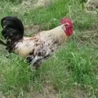 خر‌وس