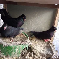 زاغ آبادانی حرفه ای