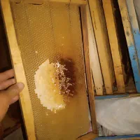 پوکه و طبق زنبور