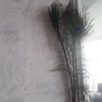 پرطاووس نو