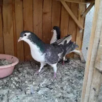 کبوتر