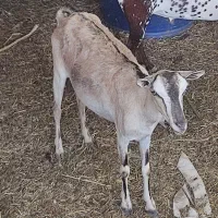بز صلاله آهویی