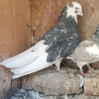 کبوتر کرز زرد ماده