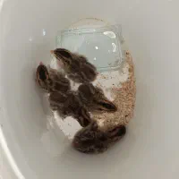 جوجه مرغ شاخدار