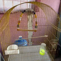 قفس پرنده