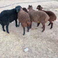 بره افشار