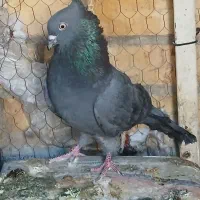 کبوتر