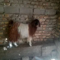 کره نر