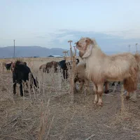 پازن(دوبور)