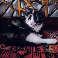 واگذاری گربه