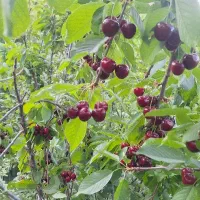 گیلاس تک دونه