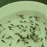 گوپی|ماهی|اصفهان, کوی امام|دیوار