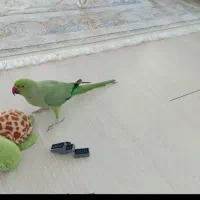 گمشده
