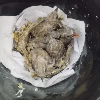 سهره جوجه سهره نر رسمی