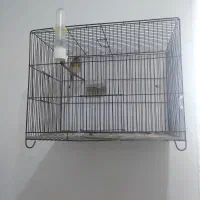 سیره قناری