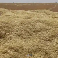 فروش کاه دیم