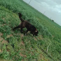 توله سرابی