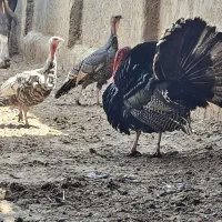بوقلمون