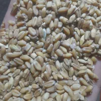 گندم درجه یک بذری