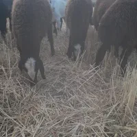 ۴راس بره ماده وی راس بره قوچ شال