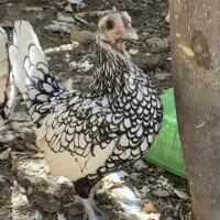 مرغ سبرایت