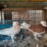 کفتر|پرنده|باقرشهر, |دیوار