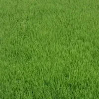 شالی نشایی فجر سوزنی