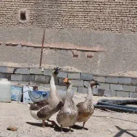 غوغاز جوون