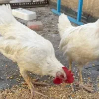خروس ماشینی